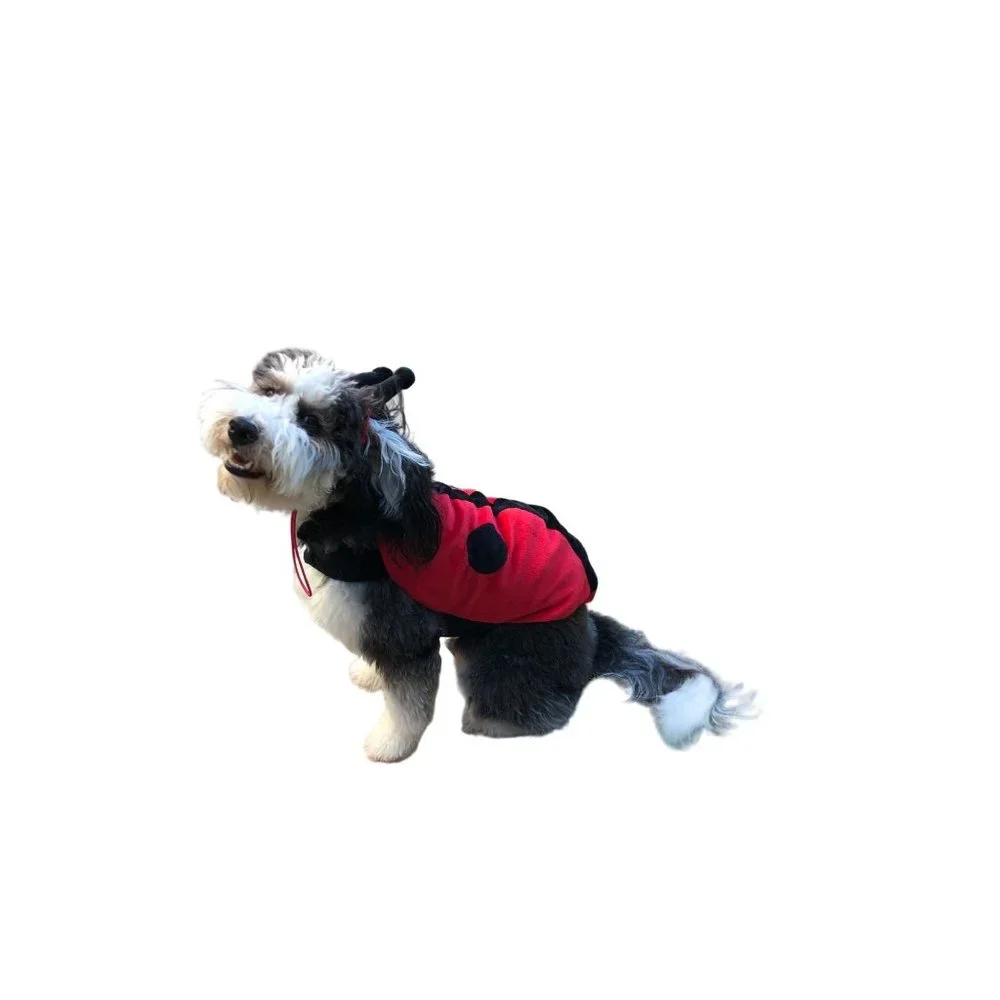 Target ladybug dog